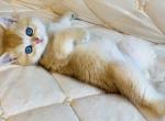 British Finik - British Shorthair Kitten For Sale - Manorville&comma; NY&comma; US