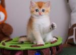 Golden British Shorthair Boy - British Shorthair Kitten For Sale - NY&comma; US