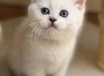 Scottish straight short haired girl - Scottish Straight Kitten For Sale - Nixa&comma; MO&comma; US