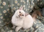 Strawberry TICA ragdoll - Ragdoll Kitten For Sale - Amherst&comma; NH&comma; US