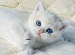 British Fistashka - British Shorthair Kitten For Sale - Manorville&comma; NY&comma; US