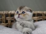 Duke - Scottish Fold Kitten For Sale - 