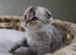 Kai - Scottish Fold Kitten For Sale - 