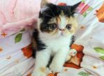 Calico ESH Girl - Exotic Kitten For Sale - 