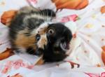 Doll Face Calico ESH - Exotic Kitten For Sale - Oklahoma City&comma; OK&comma; US