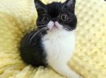Sweet Tuxedo ESH - Exotic Kitten For Sale - 