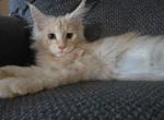 Pansy - Maine Coon Kitten For Sale - Oshkosh&comma; WI&comma; US