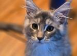Posey - Maine Coon Kitten For Sale - 