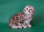 Scottish Prima - Scottish Fold Kitten For Sale - Empire State&comma; NY&comma; US