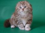 Scottish Petra - Scottish Fold Kitten For Sale - Empire State&comma; NY&comma; US