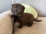 Scottish fold girl - Scottish Fold Kitten For Sale - 