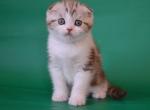 Scottish Paulina - Scottish Fold Kitten For Sale - Empire State&comma; NY&comma; US