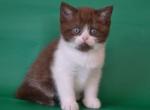 Scottish Peter - Scottish Straight Kitten For Sale - Empire State&comma; NY&comma; US
