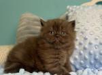 Scottish Eros - Scottish Straight Kitten For Sale - Empire State&comma; NY&comma; US