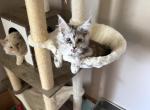 Poeny - Maine Coon Kitten For Sale - 