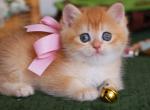 Golden British Shorthair Boy Teddy Bear Face - British Shorthair Kitten For Sale - NY&comma; US