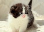 Munchkin Morgan - Munchkin Kitten For Sale - Manorville&comma; NY&comma; US