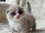Munchkin Maurice - Munchkin Kitten For Sale - Manorville&comma; NY&comma; US