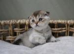 Cyrus - Scottish Fold Kitten For Sale - Henderson&comma; NV&comma; US