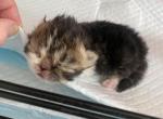 Tabby Boy&lowbar;Currently 2 weeks old - Persian Kitten For Sale - Chowchilla&comma; CA&comma; US