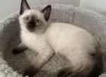 Nala - Balinese Kitten For Sale - Chicago&comma; IL&comma; US