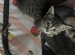 Ember - American Shorthair Kitten For Sale - Birmingham&comma; AL&comma; US