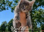 Cyber Chase Litter - Maine Coon Kitten For Sale - 