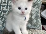 Available Bicolor Prince 4 - Ragdoll Kitten For Sale - Columbia&comma; MD&comma; US