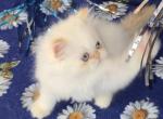 Sunny - Himalayan Kitten For Sale - Gurnee&comma; IL&comma; US