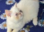 Kiwi - Exotic Kitten For Sale - Gurnee&comma; IL&comma; US