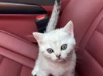 Scottish Fold and Straight - Scottish Fold Kitten For Sale - North Port&comma; FL&comma; US