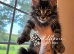 Delete - Maine Coon Kitten For Sale - 