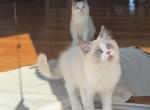 Beautiful Ragdoll Boy - Ragdoll Kitten For Sale - American Canyon&comma; CA&comma; US