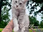 Thistle - Maine Coon Kitten For Sale - 