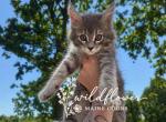 Jackie - Maine Coon Kitten For Sale - 