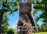 Inez - Maine Coon Kitten For Sale - Saint Louis&comma; MO&comma; US