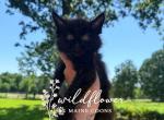 Digit - Maine Coon Kitten For Sale - Saint Louis&comma; MO&comma; US