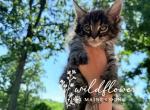 Buzz - Maine Coon Kitten For Sale - Saint Louis&comma; MO&comma; US