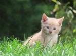 Peanut - Domestic Kitten For Sale - Reading&comma; PA&comma; US