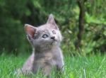 Cocoa - Domestic Kitten For Sale - Reading&comma; PA&comma; US