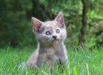 Cocoa - Domestic Kitten For Sale - Reading&comma; PA&comma; US