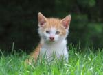 Reese - Domestic Kitten For Sale - 