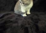 Phoenix - Exotic Kitten For Sale - Warminster&comma; PA&comma; US