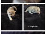 Cheyenne - Exotic Kitten For Sale - 