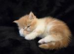 Philly - Exotic Kitten For Sale - 