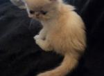 Austin - Exotic Kitten For Sale - Warminster&comma; PA&comma; US