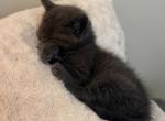 New Litter of Russian Blues - Russian Blue Kitten For Sale - Charlotte&comma; NC&comma; US