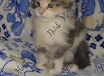 Vada littles - Maine Coon Kitten For Sale - Ellenton&comma; FL&comma; US