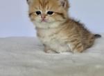 Cutie - British Shorthair Kitten For Sale - Vancouver&comma; WA&comma; US