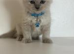 Turquoise Collar - Ragdoll Kitten For Sale - Meadville&comma; PA&comma; US